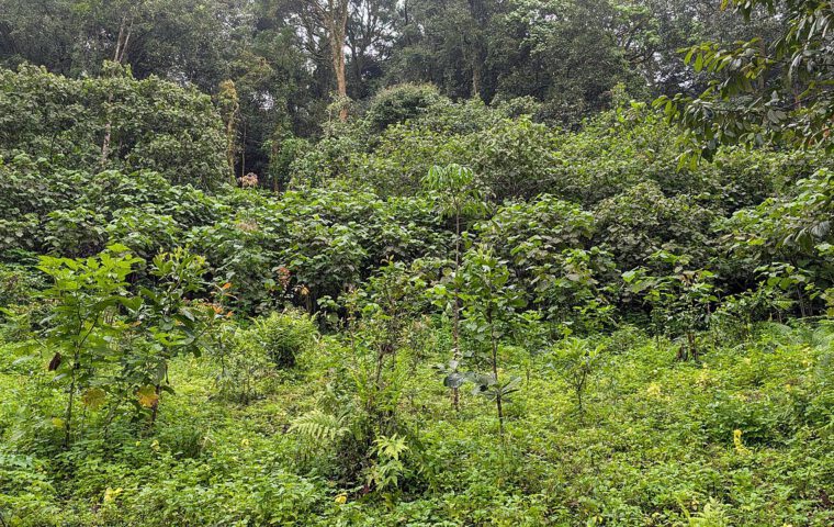 Wiederhergestellte Regenwaldfläche im Anamalai Tiger Reserve in Südindien mit dichter junger Vegetation.