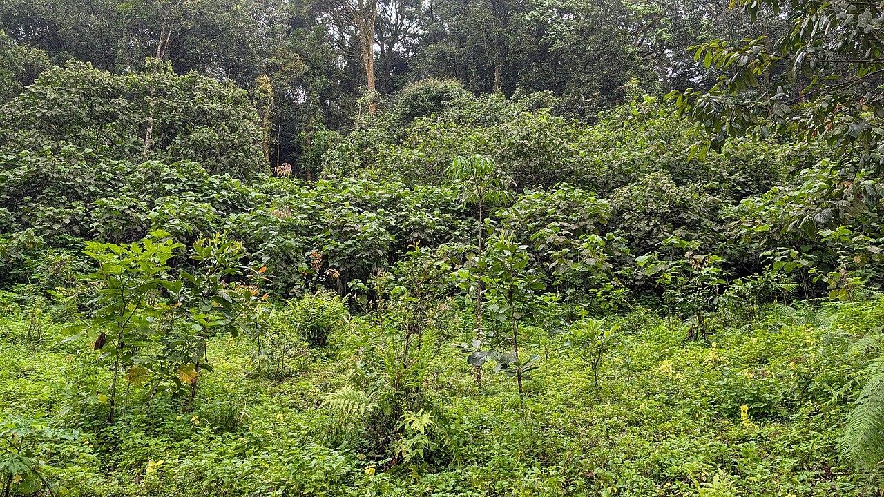 Wiederhergestellte Regenwaldfläche im Anamalai Tiger Reserve in Südindien mit dichter junger Vegetation.