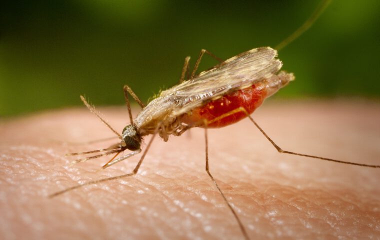 Eine Anopheles-minimus-Mücke beim Blutsaugen.