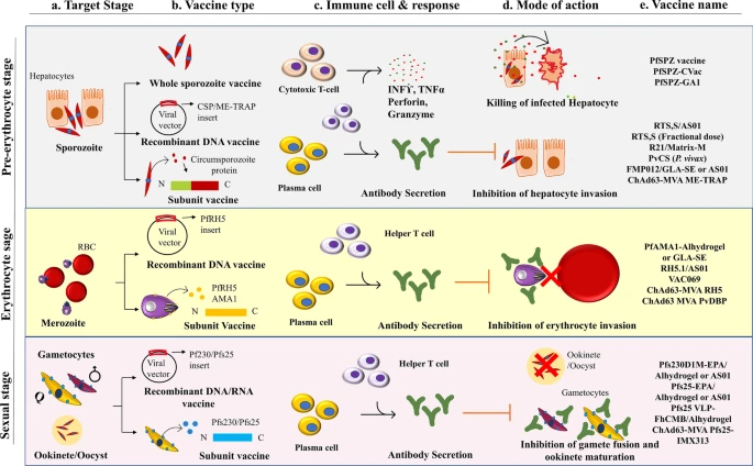Wissenschaftliche Grafik zu Ansätzen und Wirkmechanismen von Malaria-Impfstoffen.