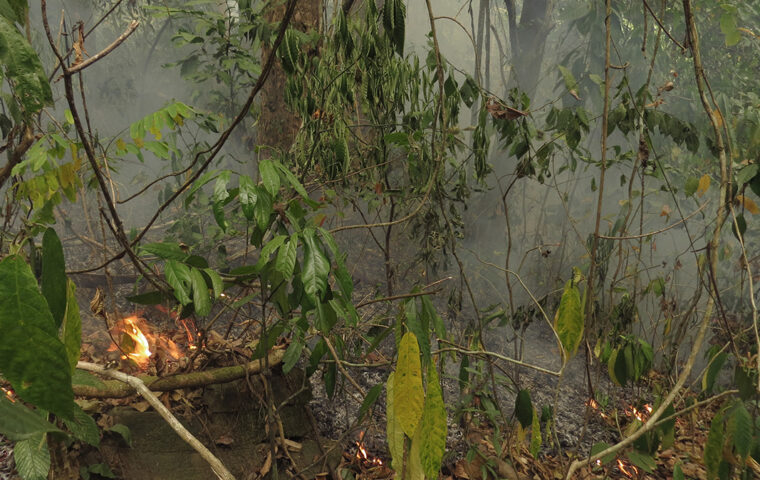 Waldbrand, der Bodenvegetation und Laubstreu in einem Wald erfasst.