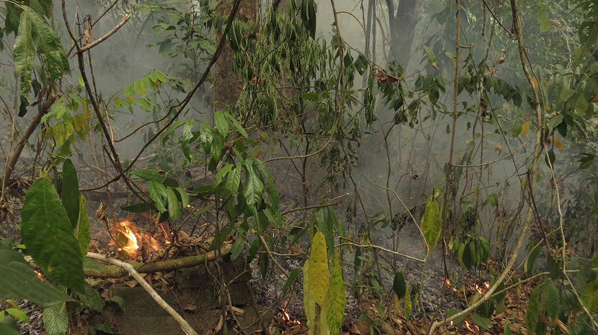 Waldbrand, der Bodenvegetation und Laubstreu in einem Wald erfasst.
