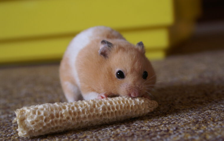 Syrischer Goldhamster (Mesocricetus auratus), die Tierart, an der der Gehirnschaltkreis für Hibernation untersucht wurde.