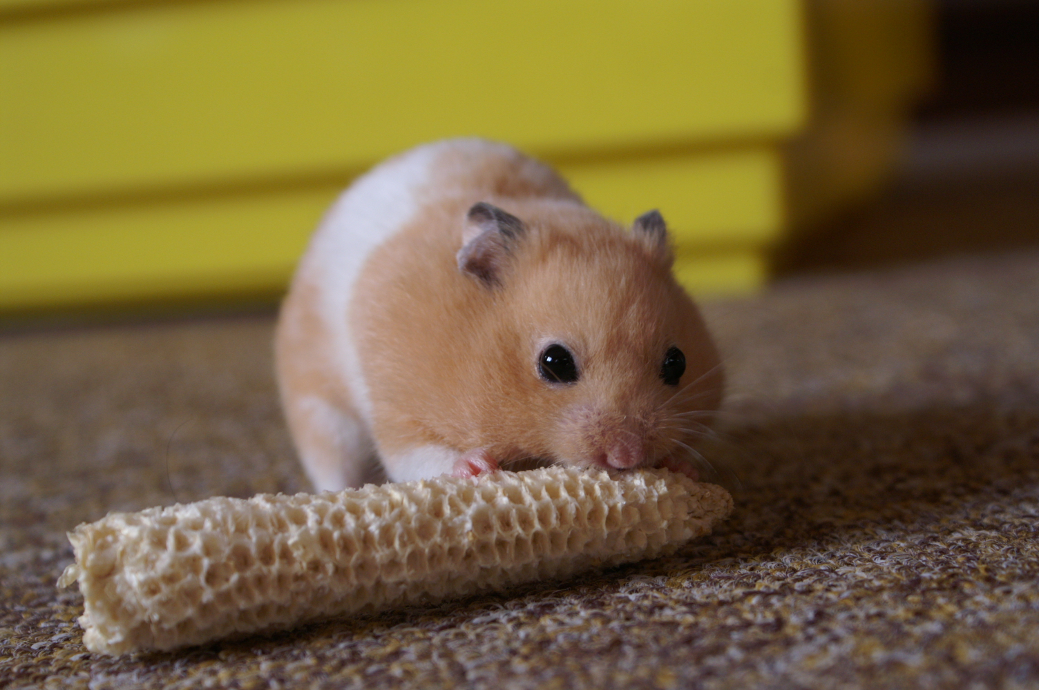 Syrischer Goldhamster (Mesocricetus auratus), die Tierart, an der der Gehirnschaltkreis für Hibernation untersucht wurde.